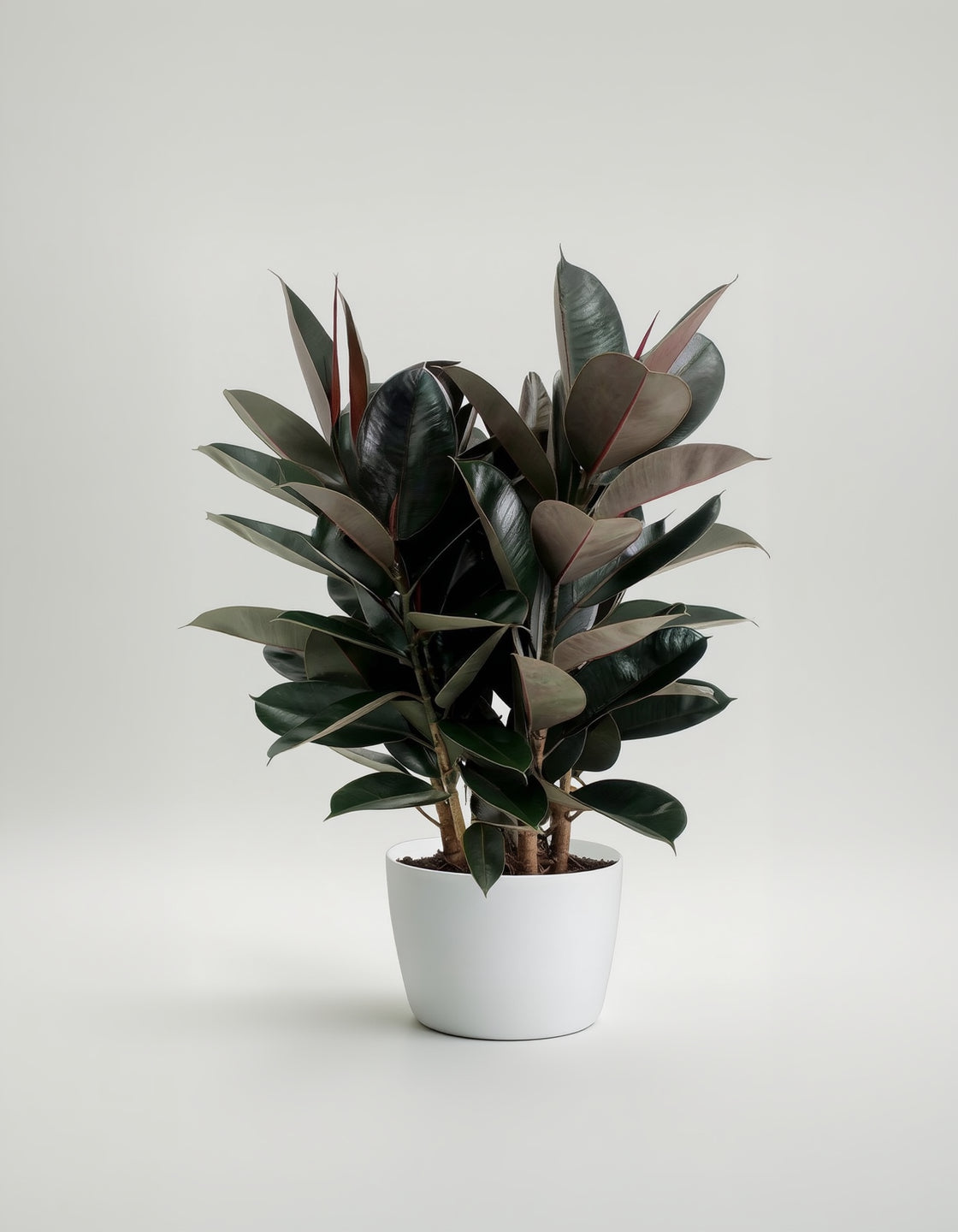 Burgundy Rubber Plant