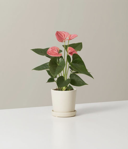Pink Anthurium