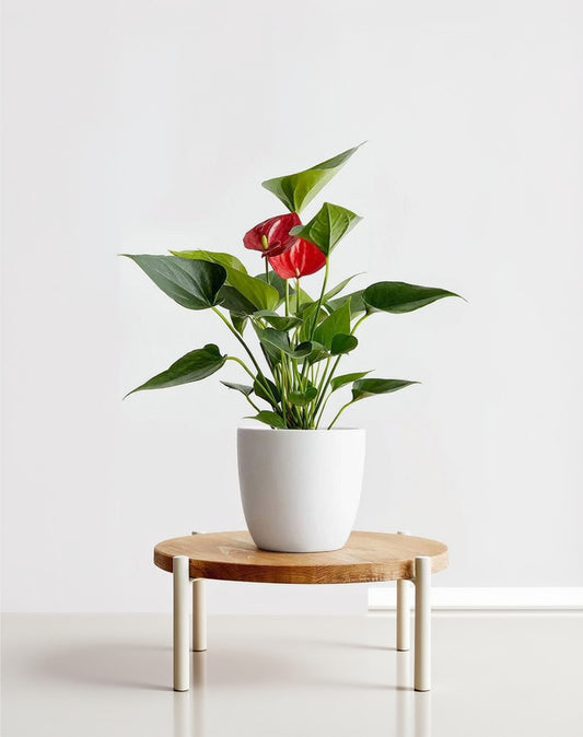 Anthurium red