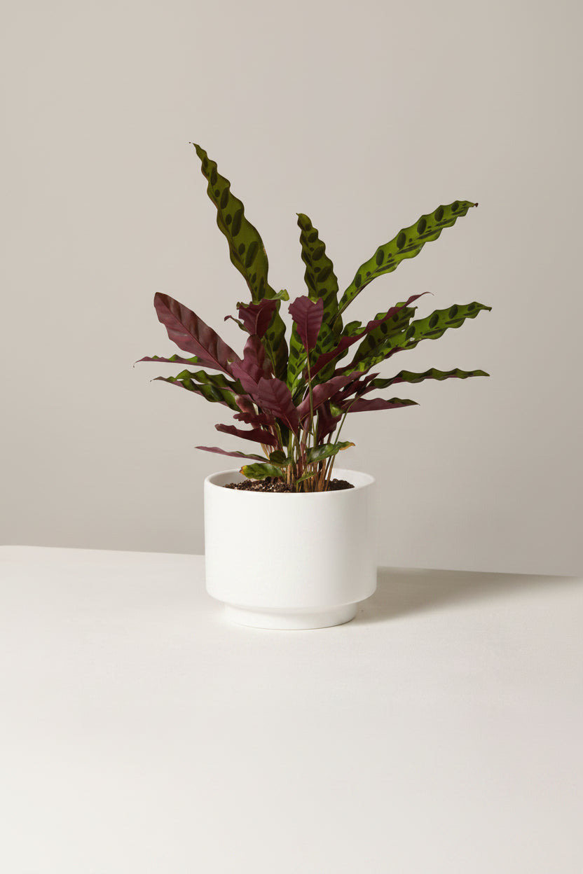 Calathea lancifolia