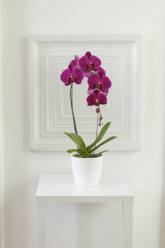 Phalaenopsis Deep Purple