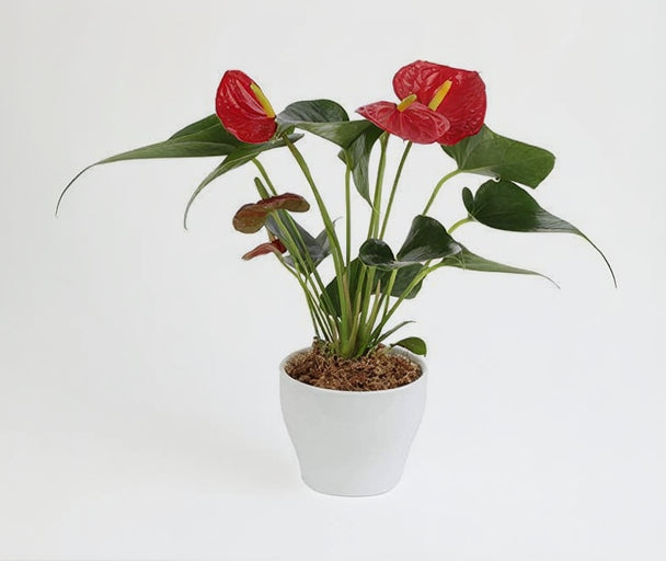 Anthurium red