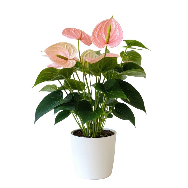 Pink Anthurium