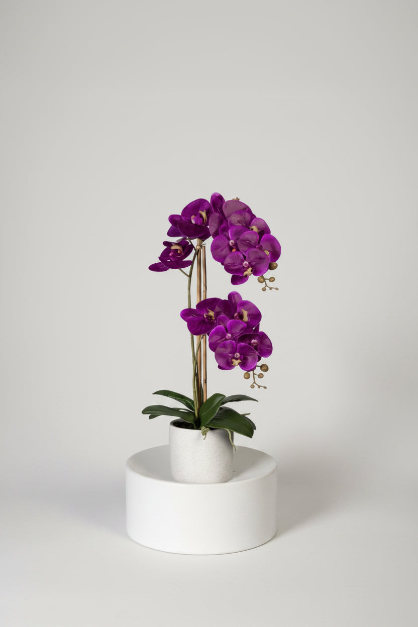 Phalaenopsis (Purple Variety)