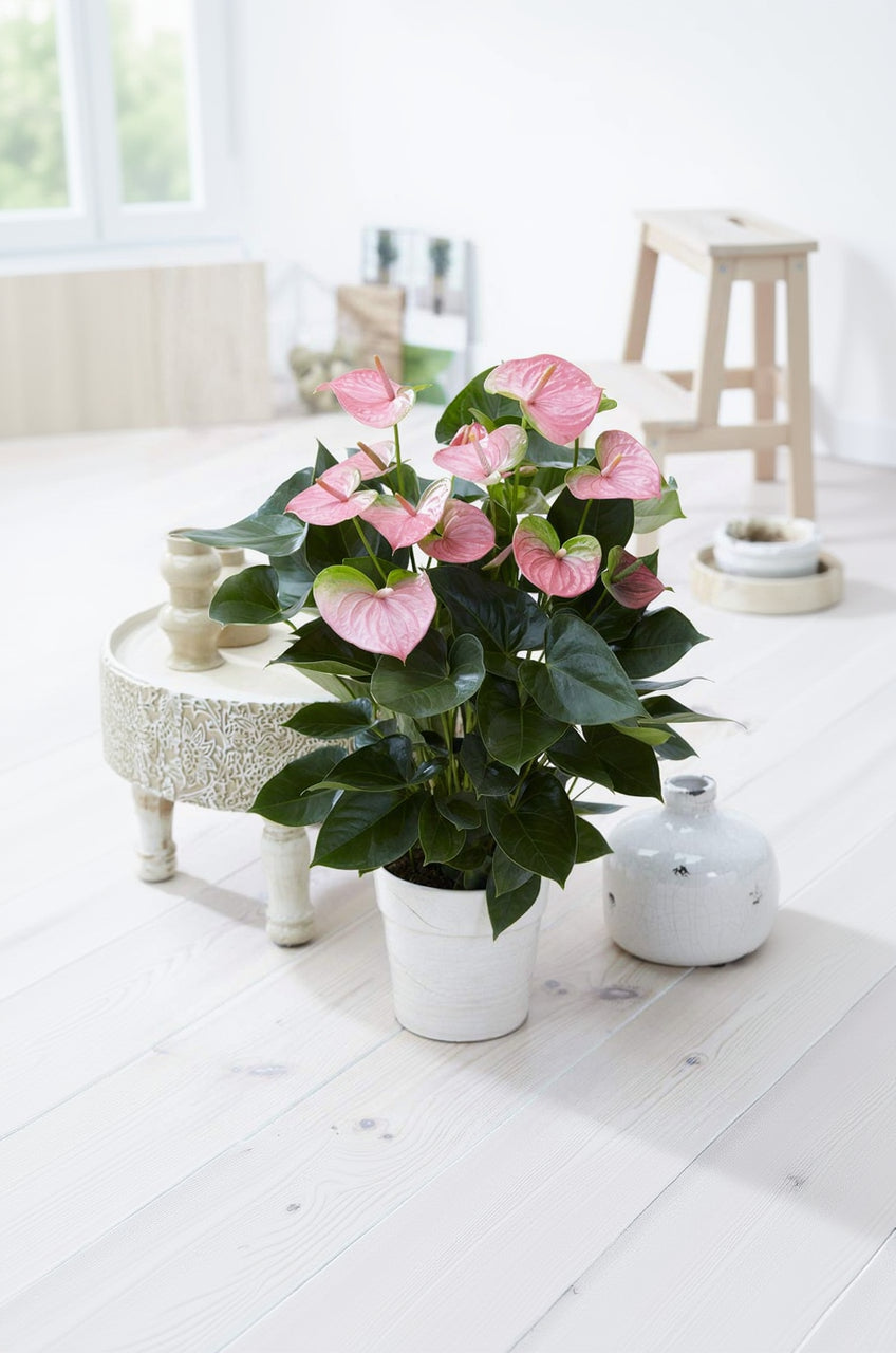 Pink Anthurium