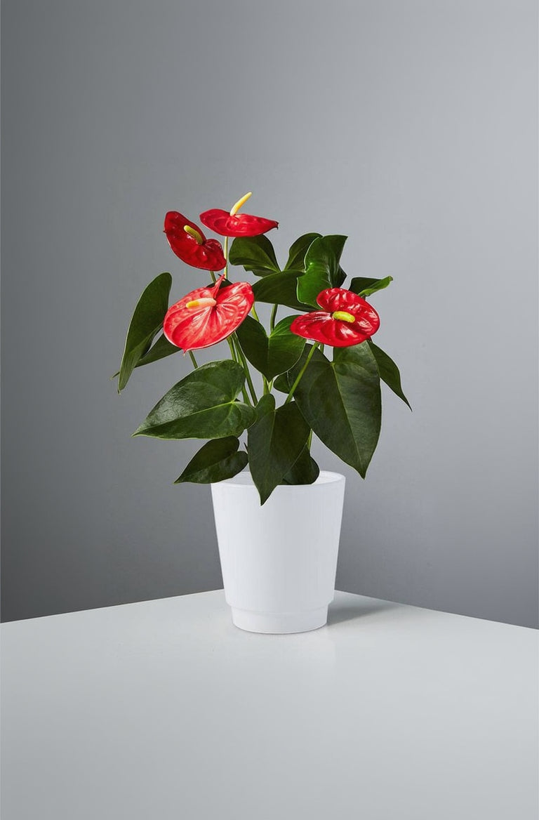 Anthurium red