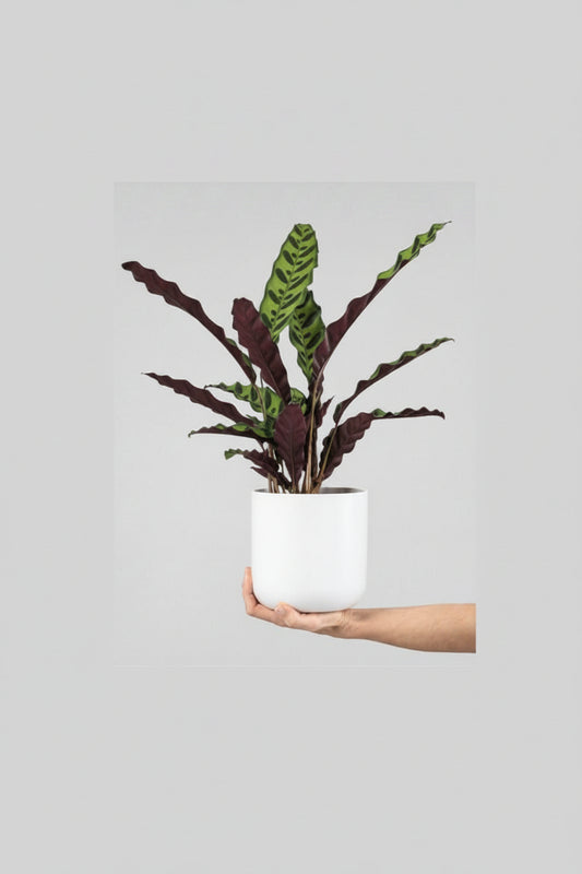 Calathea lancifolia