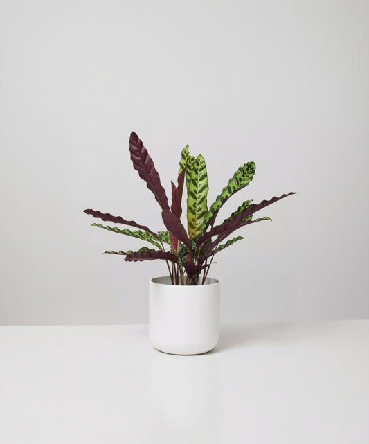 Calathea lancifolia