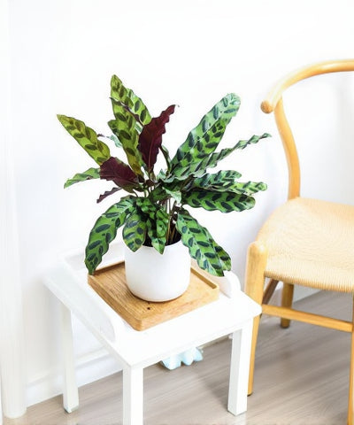 Calathea lancifolia