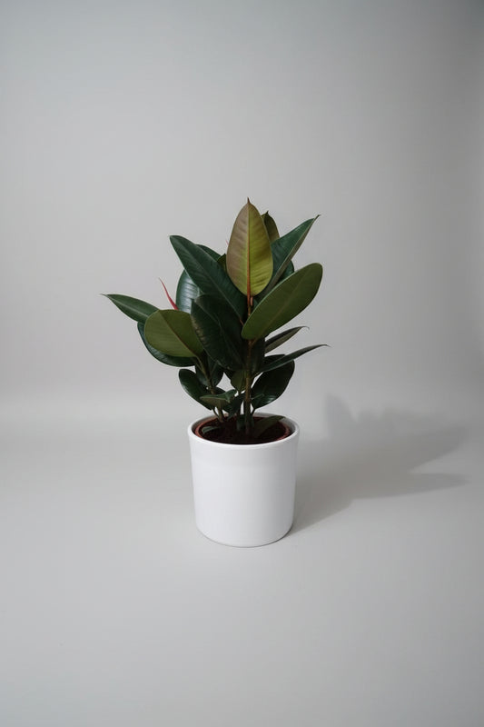 Burgundy Rubber Plant