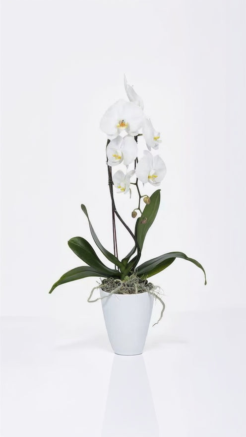 White Phalaenopsis Orchid