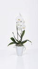 White Phalaenopsis Orchid