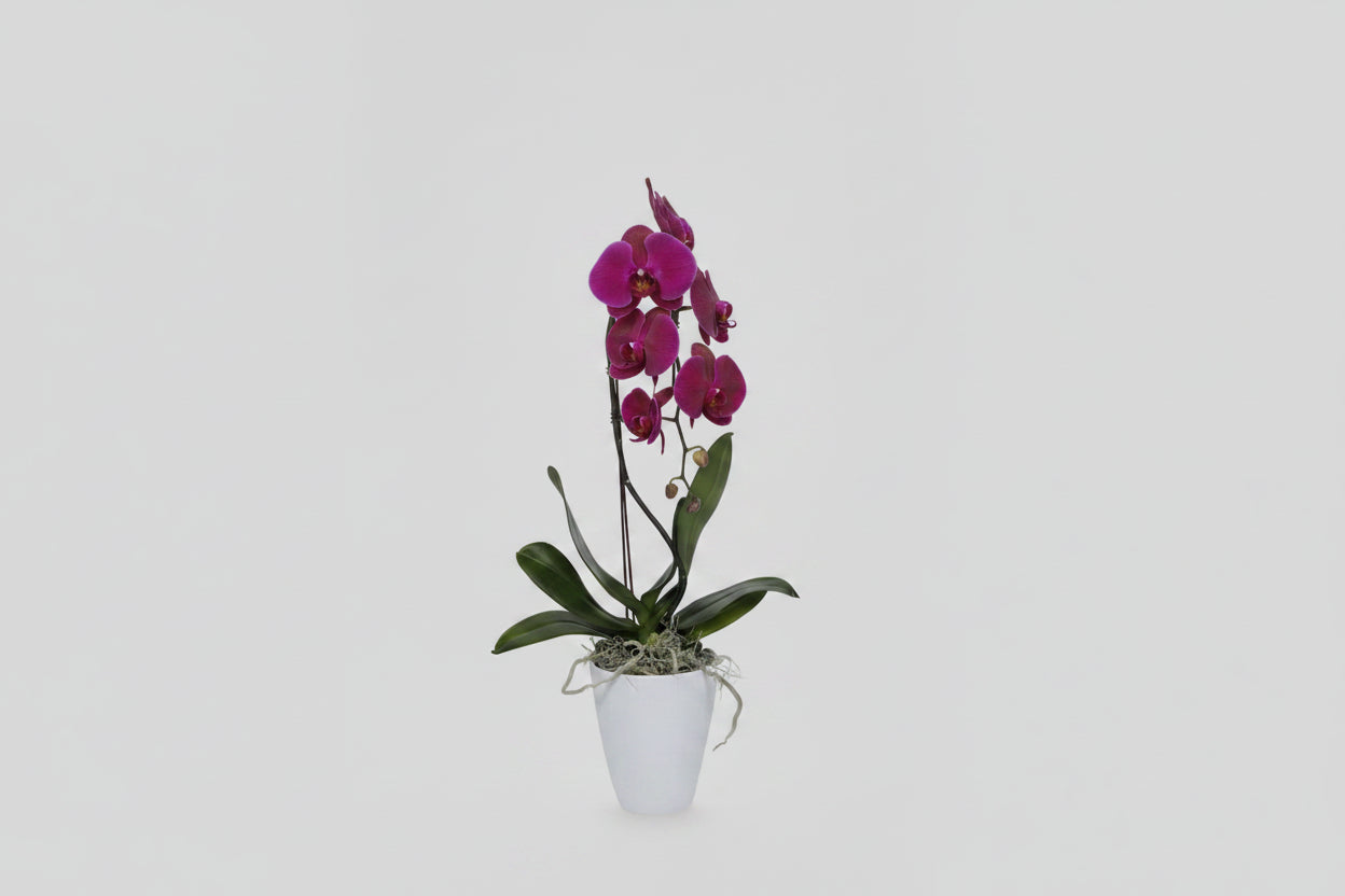 Phalaenopsis Deep Purple