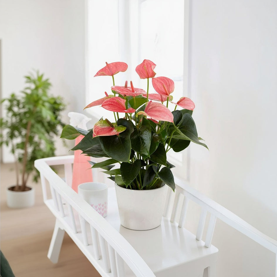 Pink Anthurium