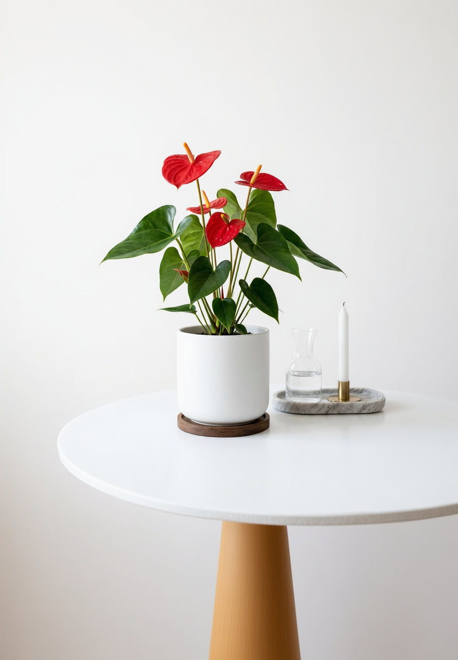 Anthurium red