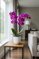 Phalaenopsis (Purple Variety)