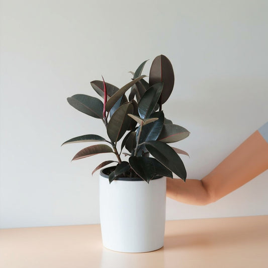 Burgundy Rubber Plant