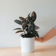 Burgundy Rubber Plant