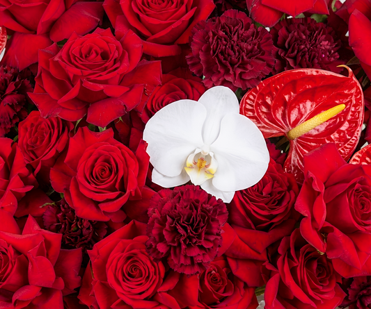 Crimson Royalty Orchid