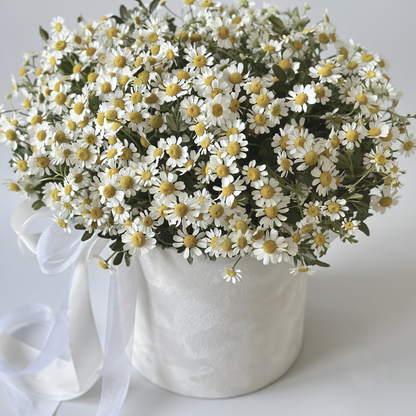 Wild Fields Chamomile Luxury Box