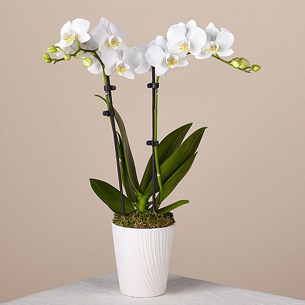 Phalaenopsis (Dual-Stem Variety)