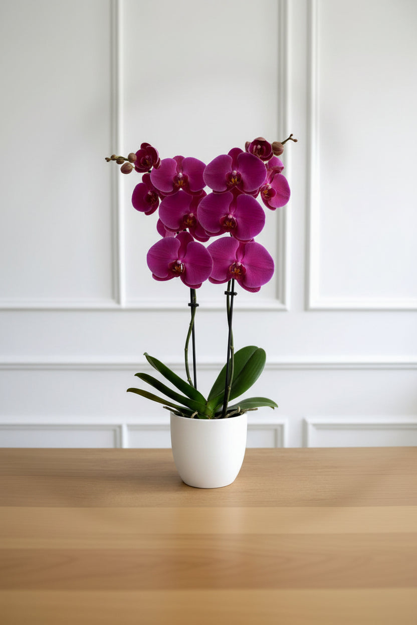 Phalaenopsis (Purple Variety)