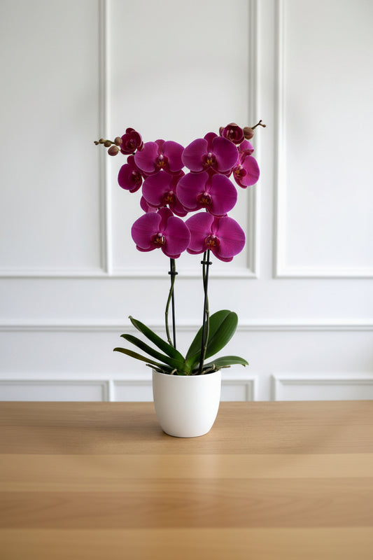 Phalaenopsis (Purple Variety)