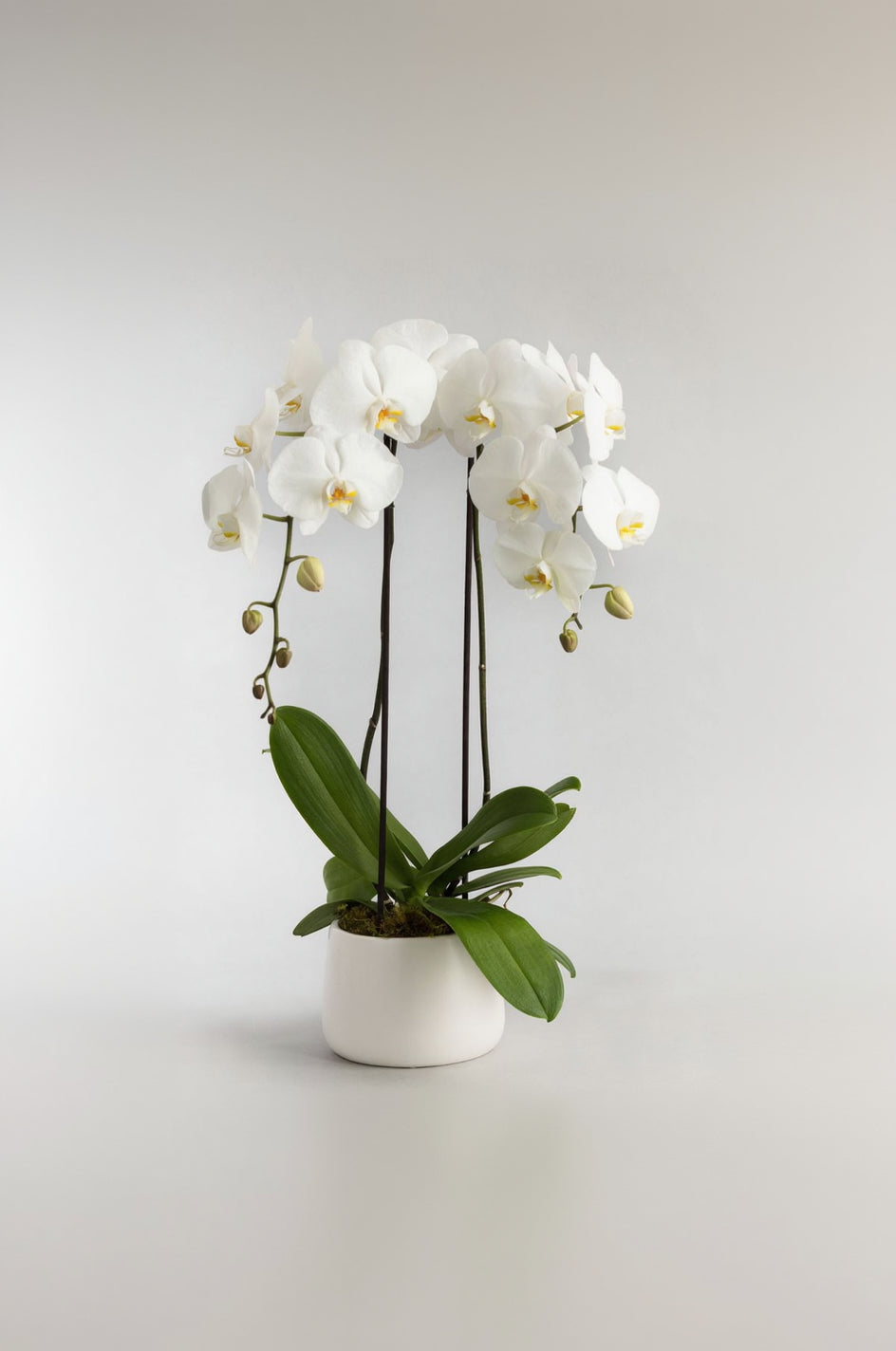 Phalaenopsis (Dual-Stem Variety)