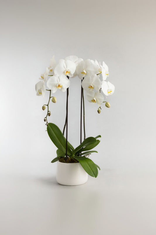 Phalaenopsis (Dual-Stem Variety)