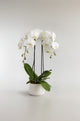 Phalaenopsis (Dual-Stem Variety)