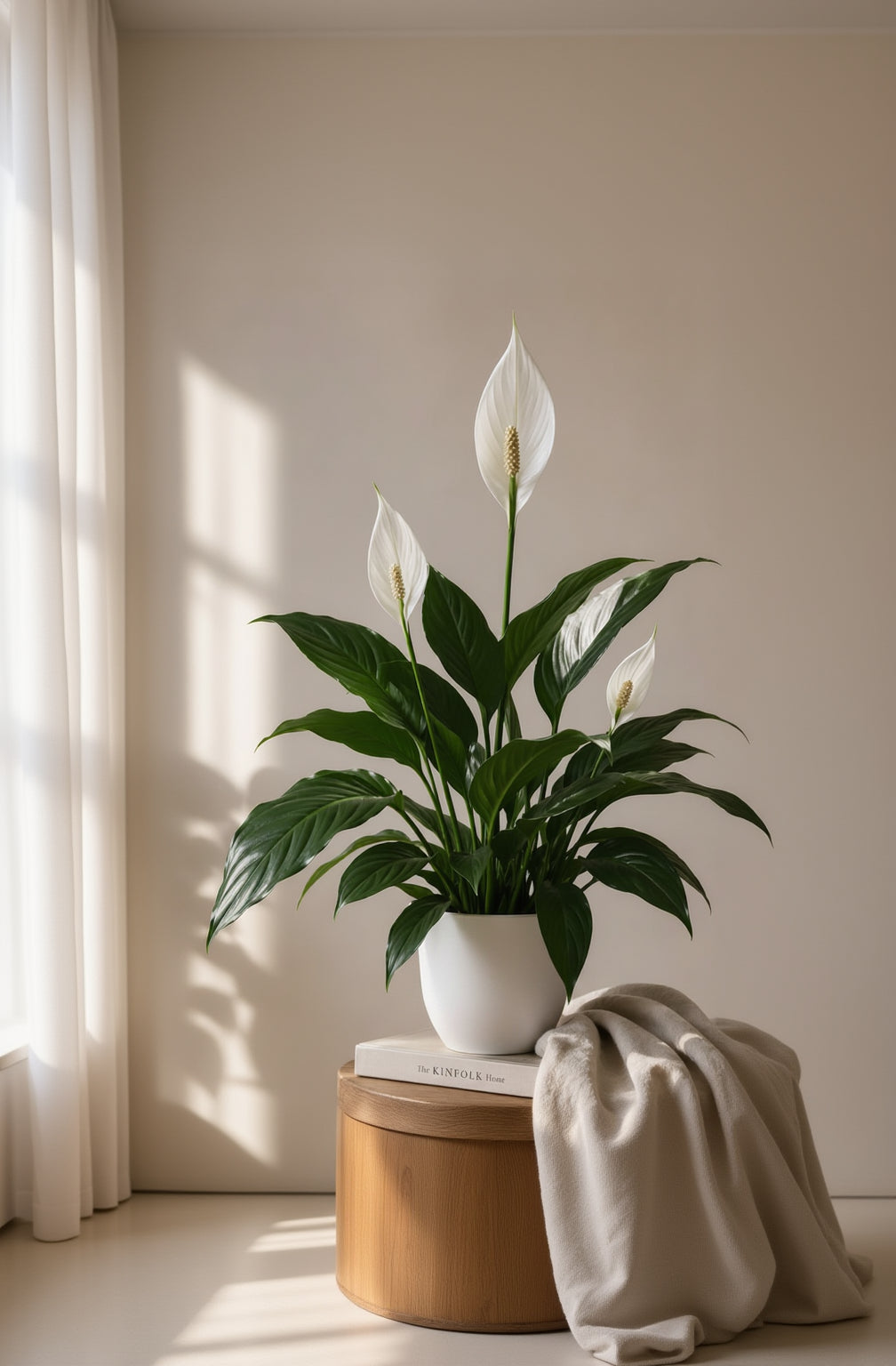 Spathiphyllum