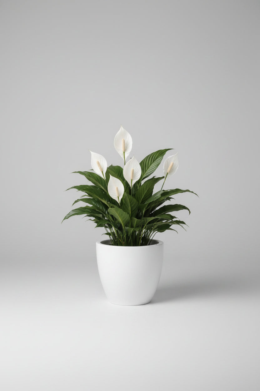 Spathiphyllum