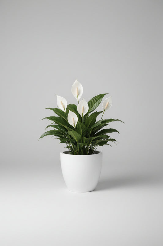 Spathiphyllum