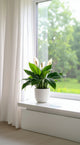 Spathiphyllum