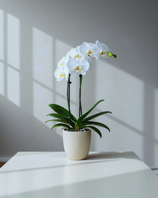 Phalaenopsis (Dual-Stem Variety)