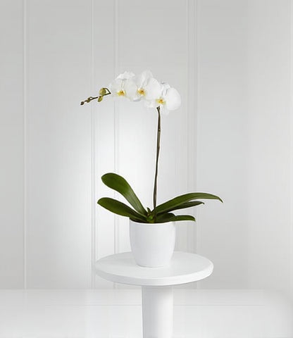 White Phalaenopsis Orchid