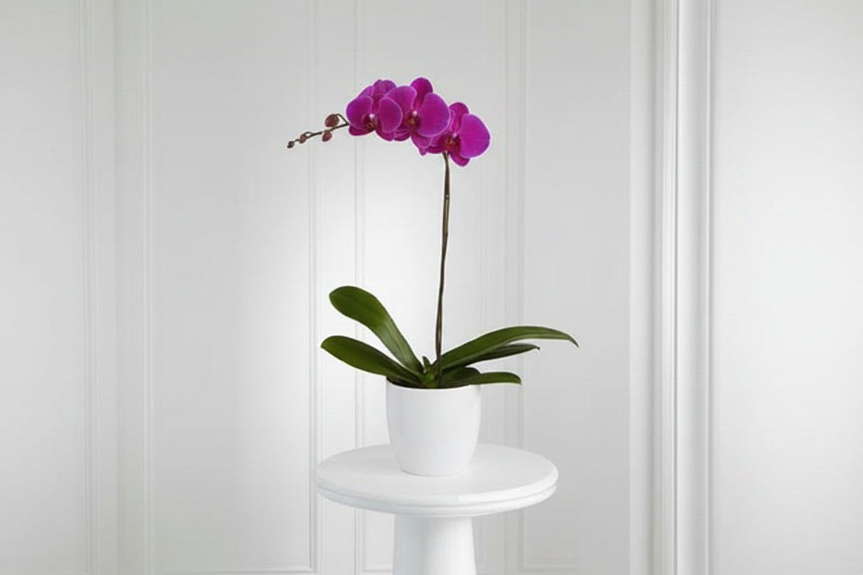 Phalaenopsis Deep Purple