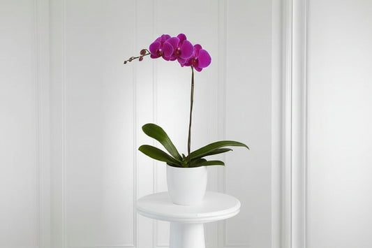 Phalaenopsis Deep Purple