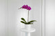 Phalaenopsis Deep Purple