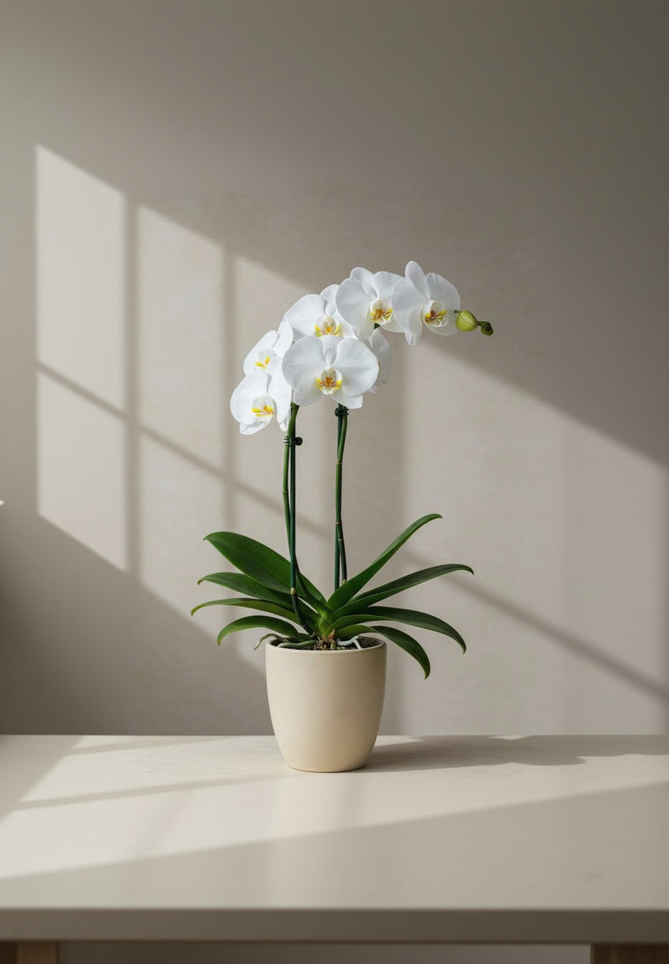 Phalaenopsis (Dual-Stem Variety)