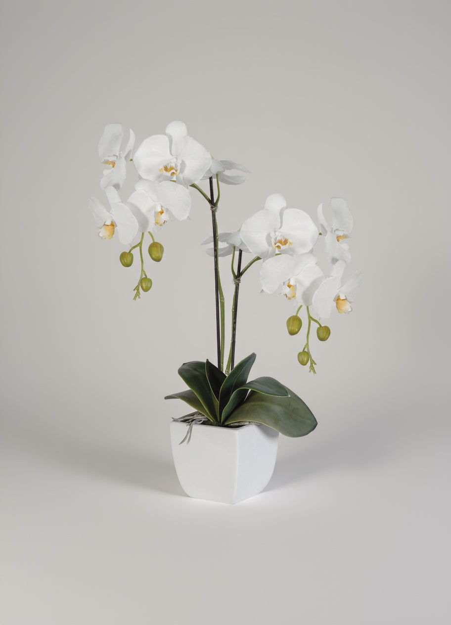 Phalaenopsis (Dual-Stem Variety)